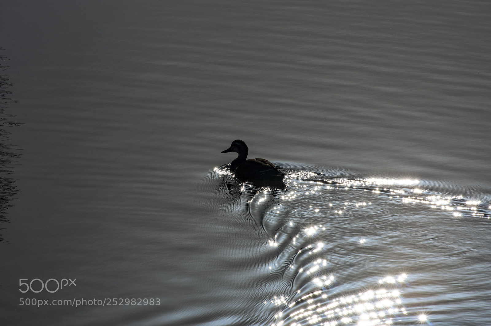 Pentax K-3 II sample photo. Duck in a pond photography