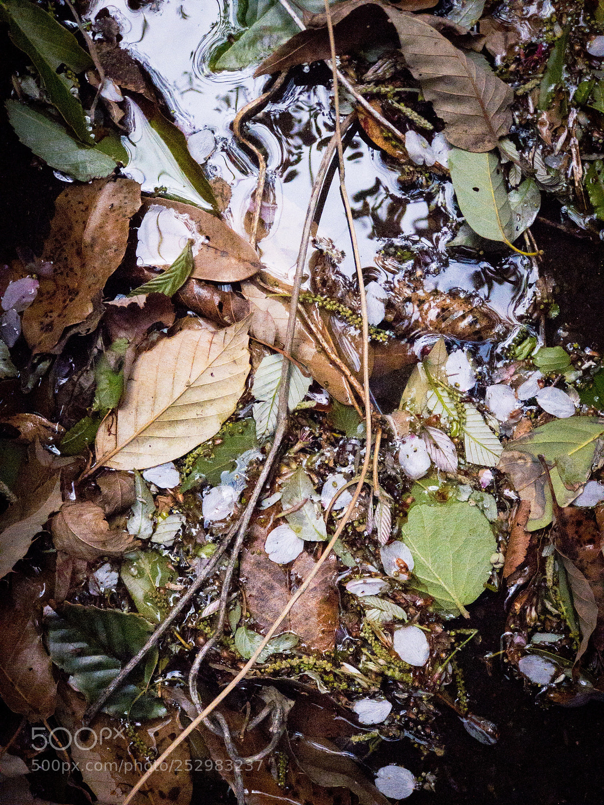 Apple iPhone 7 Plus sample photo. Leafs photography