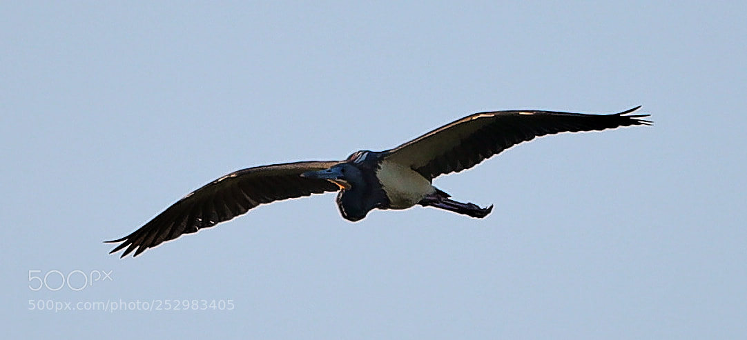 Canon EOS-1D X Mark II sample photo. 04-09-18-0011339.jpg photography