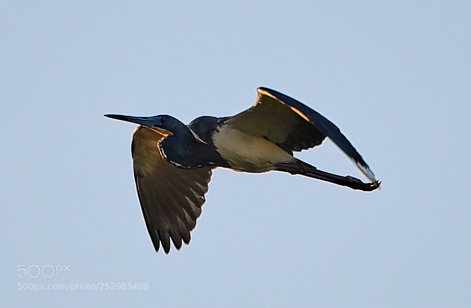 Canon EOS-1D X Mark II sample photo. 04-09-18-0011337.jpg photography