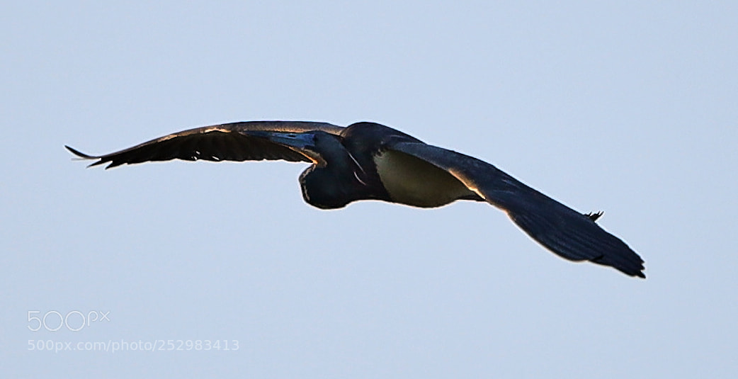 Canon EOS-1D X Mark II sample photo. 04-09-18-0011336.jpg photography