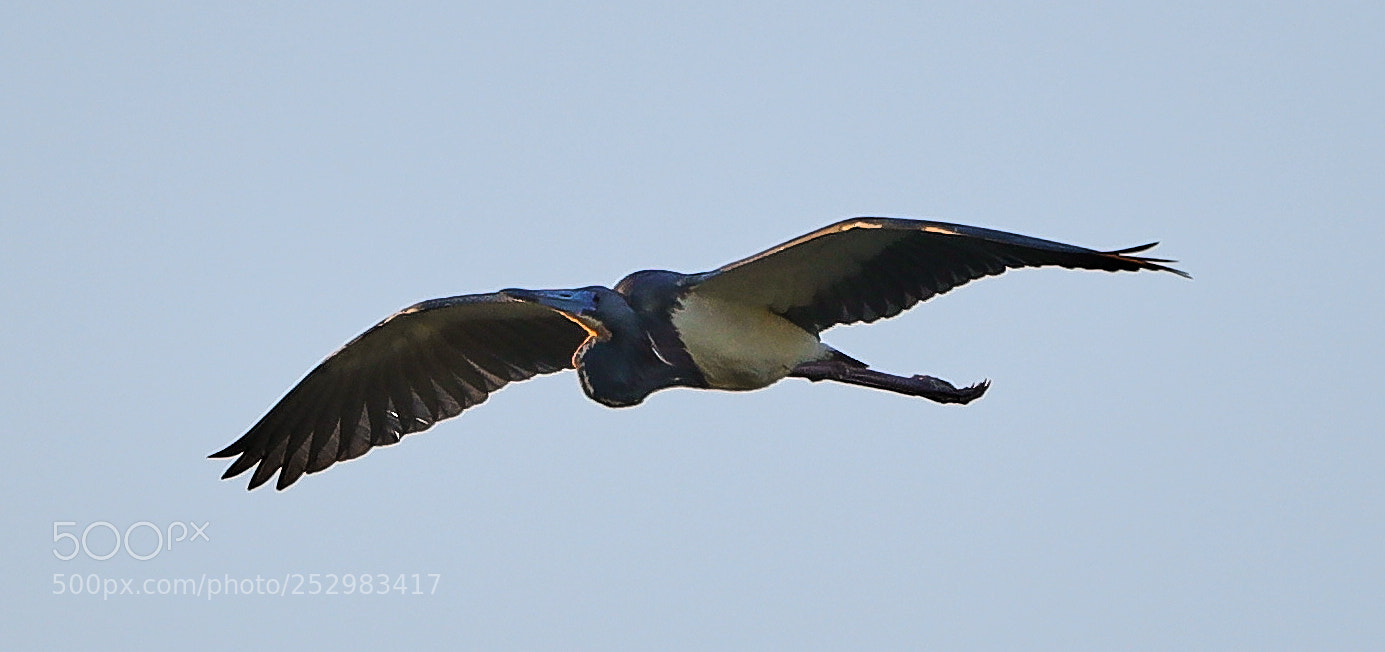 Canon EOS-1D X Mark II sample photo. 04-09-18-0011334.jpg photography