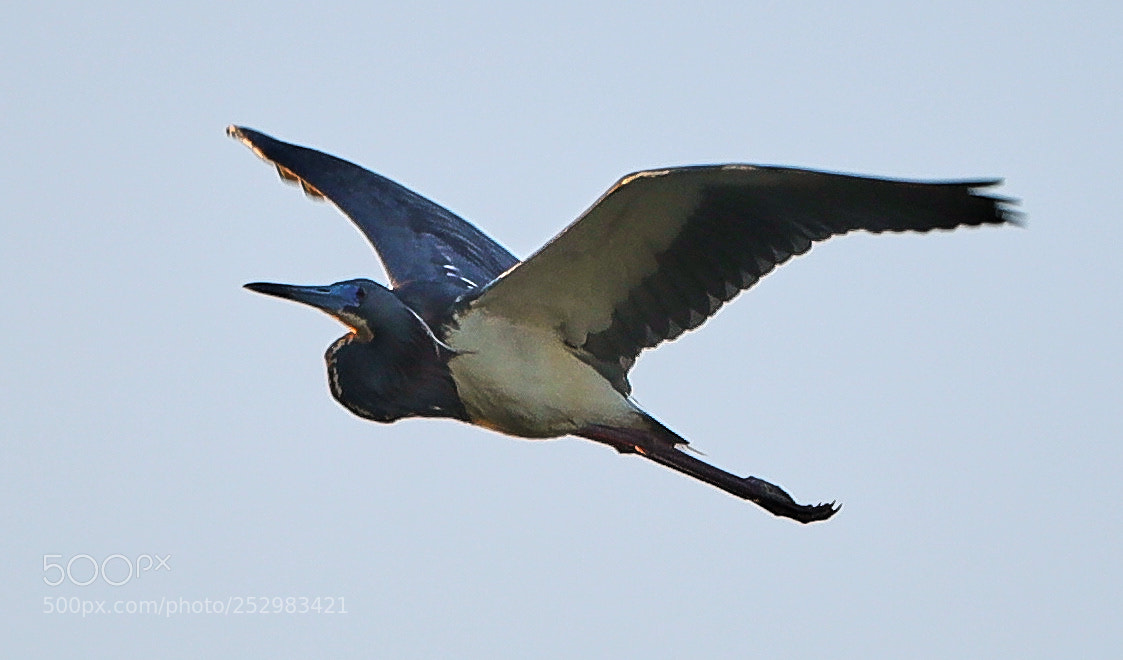 Canon EOS-1D X Mark II sample photo. 04-09-18-0011332.jpg photography