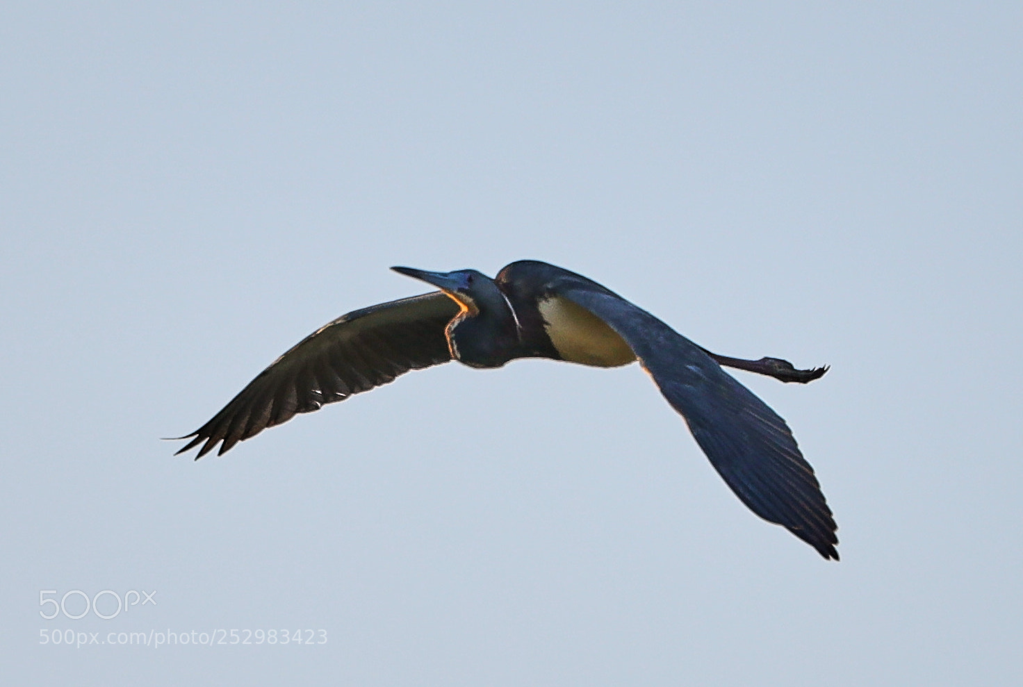 Canon EOS-1D X Mark II sample photo. 04-09-18-0011331.jpg photography