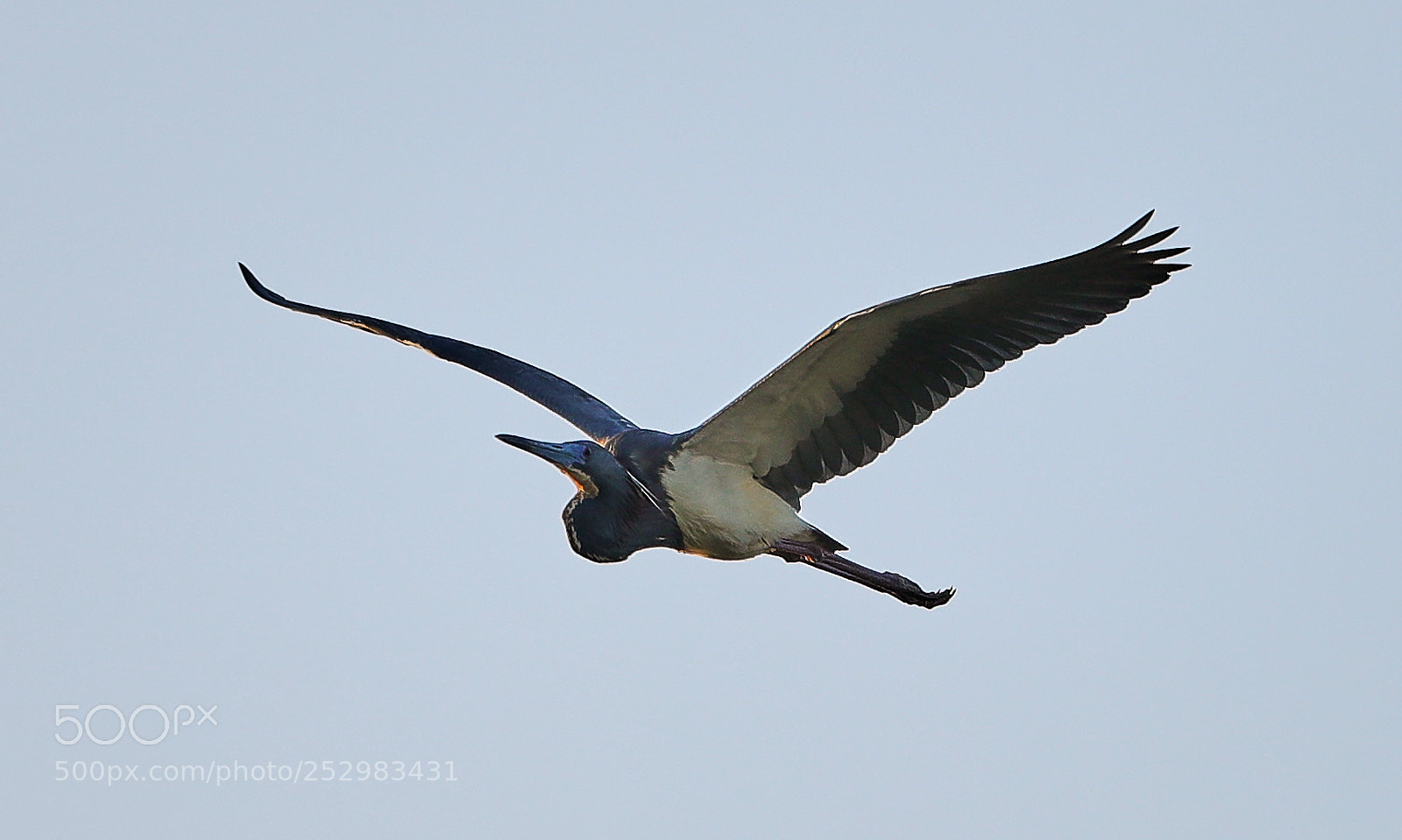 Canon EOS-1D X Mark II sample photo. 04-09-18-0011330.jpg photography