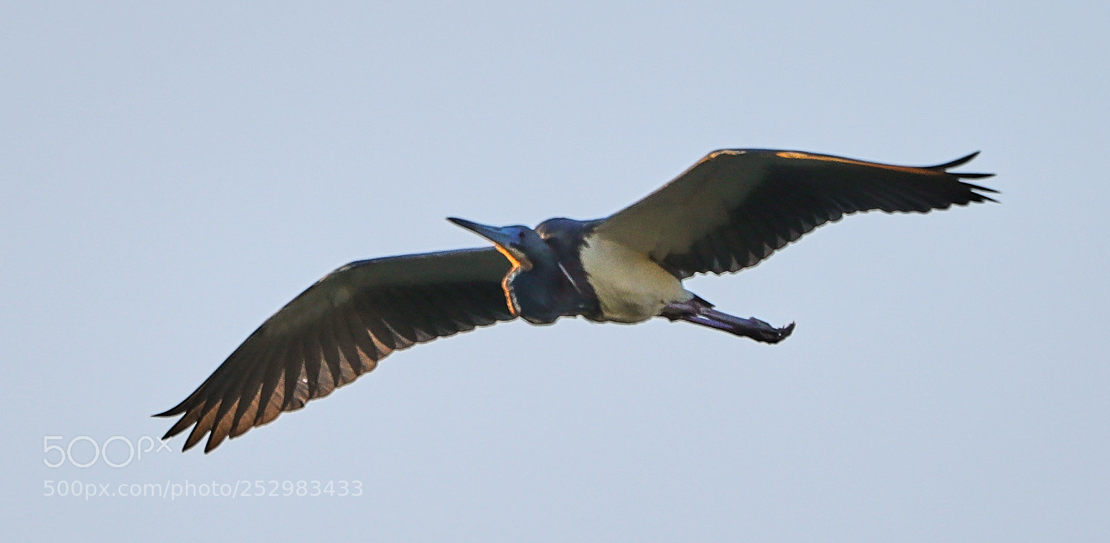 Canon EOS-1D X Mark II sample photo. 04-09-18-0011329.jpg photography
