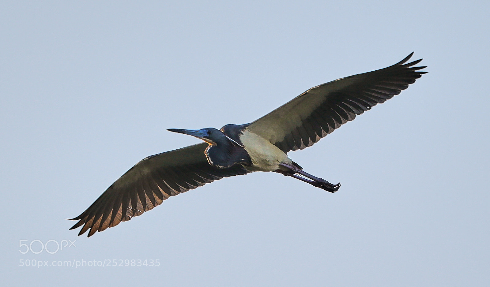 Canon EOS-1D X Mark II sample photo. 04-09-18-0011328.jpg photography