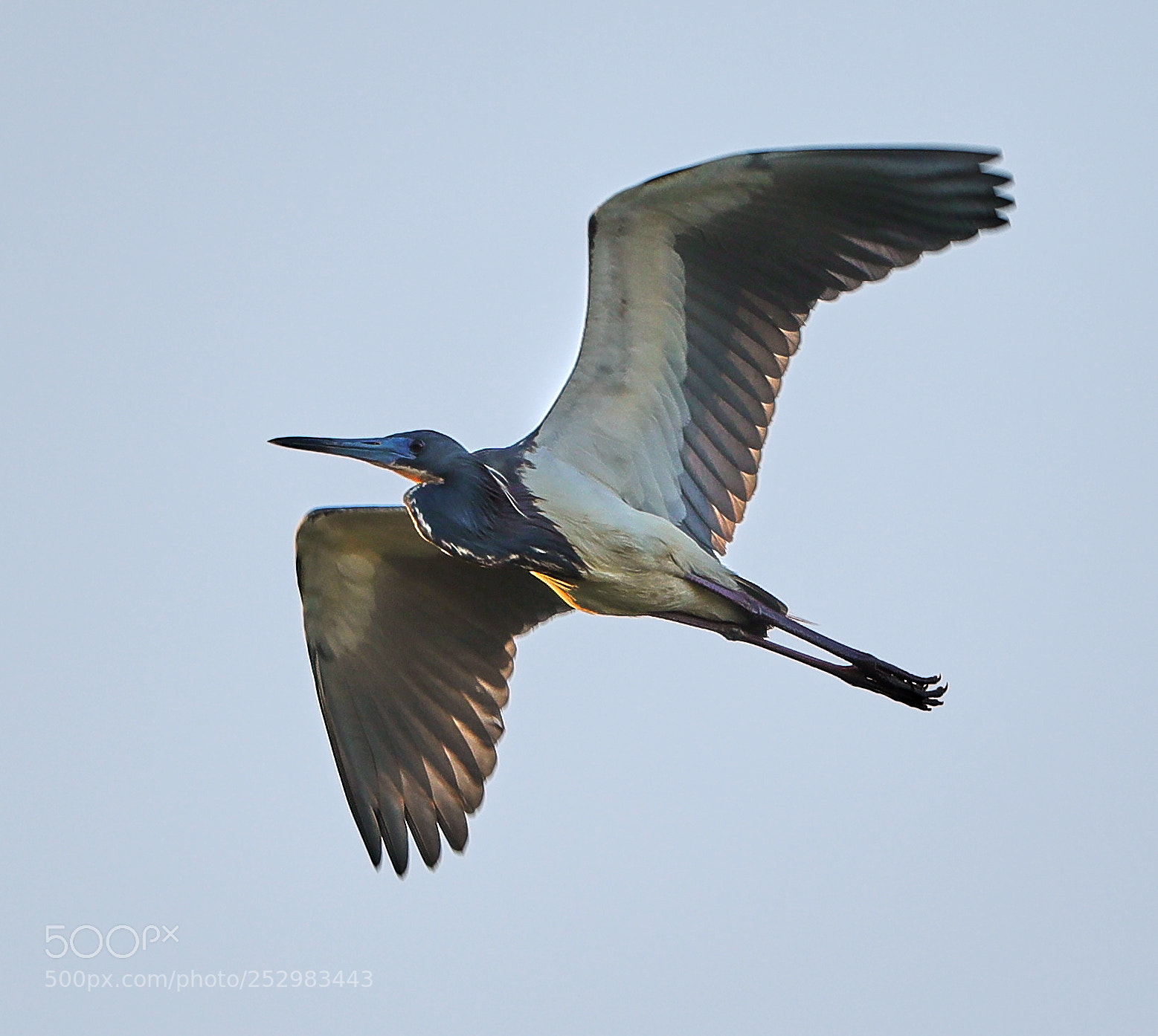 Canon EOS-1D X Mark II sample photo. 04-09-18-0011327.jpg photography