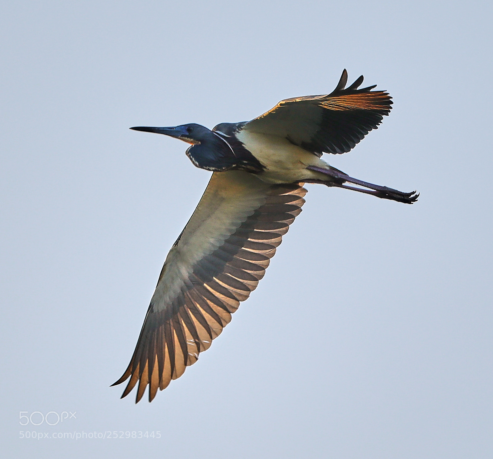 Canon EOS-1D X Mark II sample photo. 04-09-18-0011326.jpg photography
