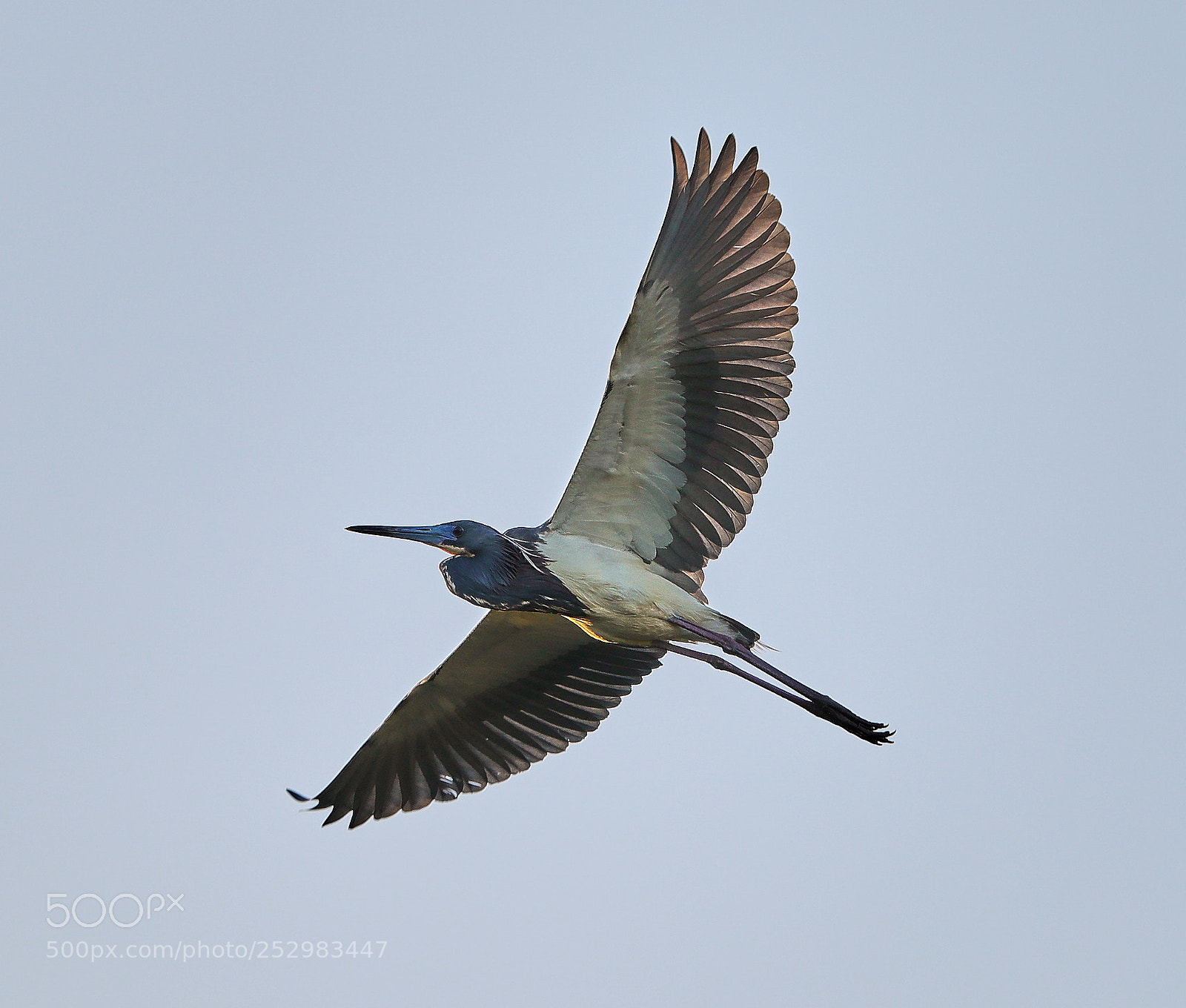 Canon EOS-1D X Mark II sample photo. 04-09-18-0011325.jpg photography