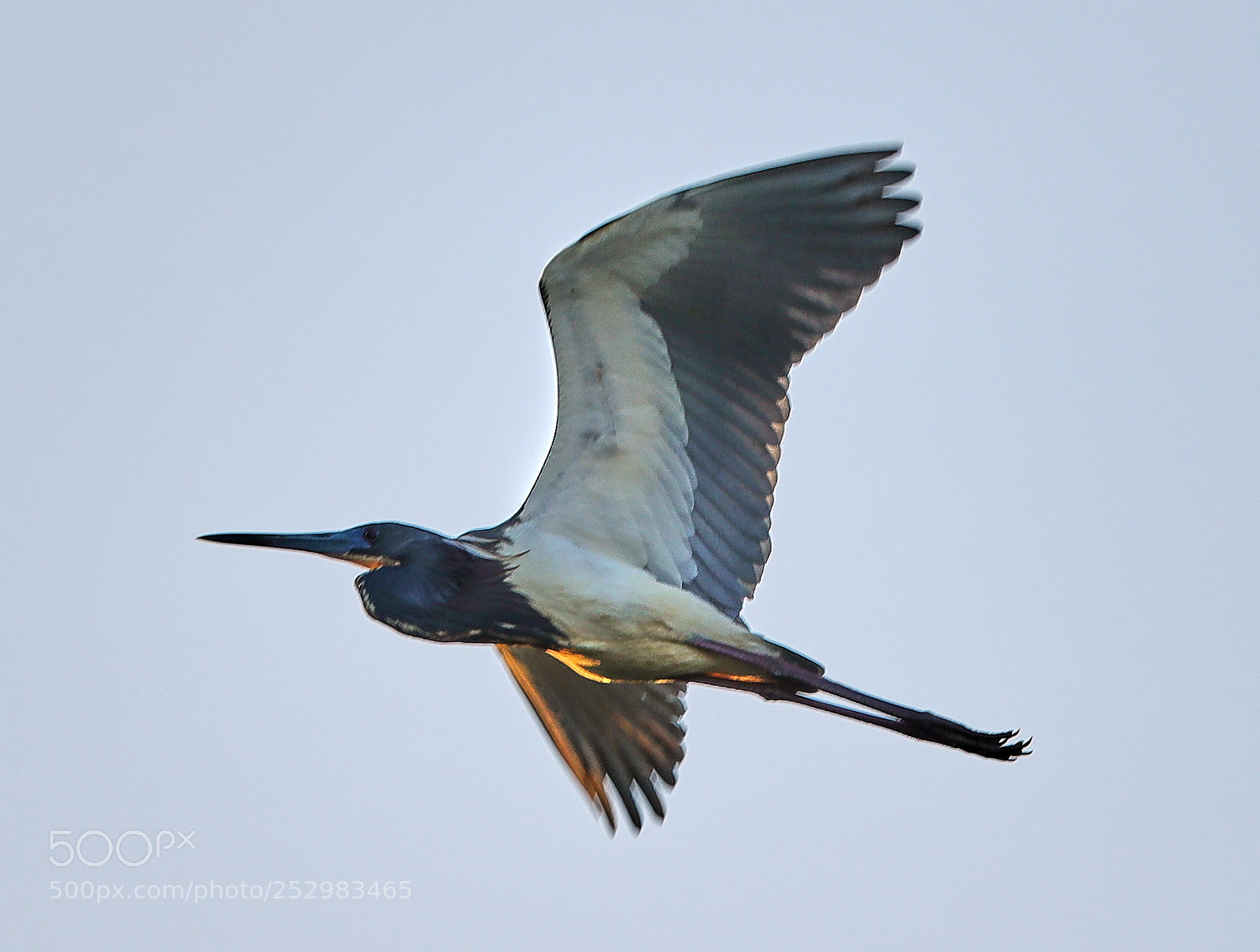 Canon EOS-1D X Mark II sample photo. 04-09-18-0011324.jpg photography
