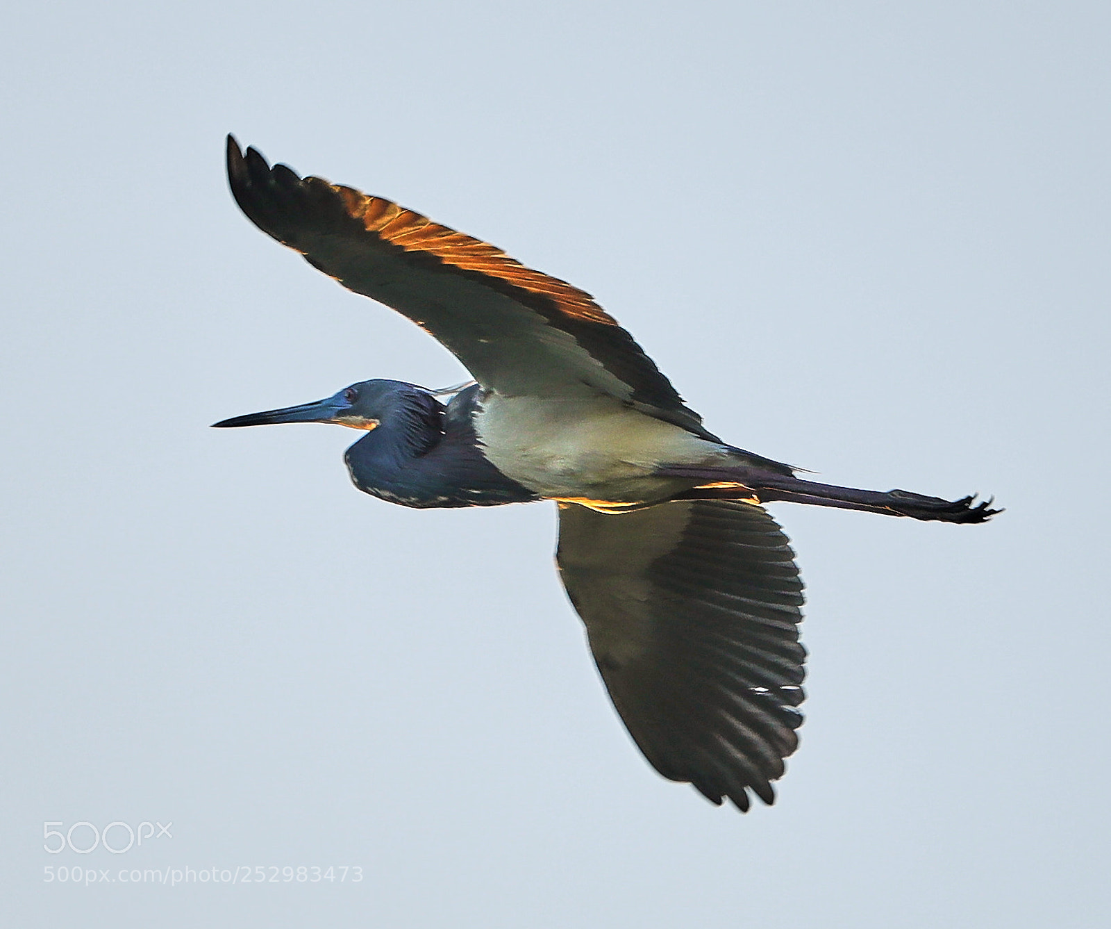 Canon EOS-1D X Mark II sample photo. 04-09-18-0011321.jpg photography