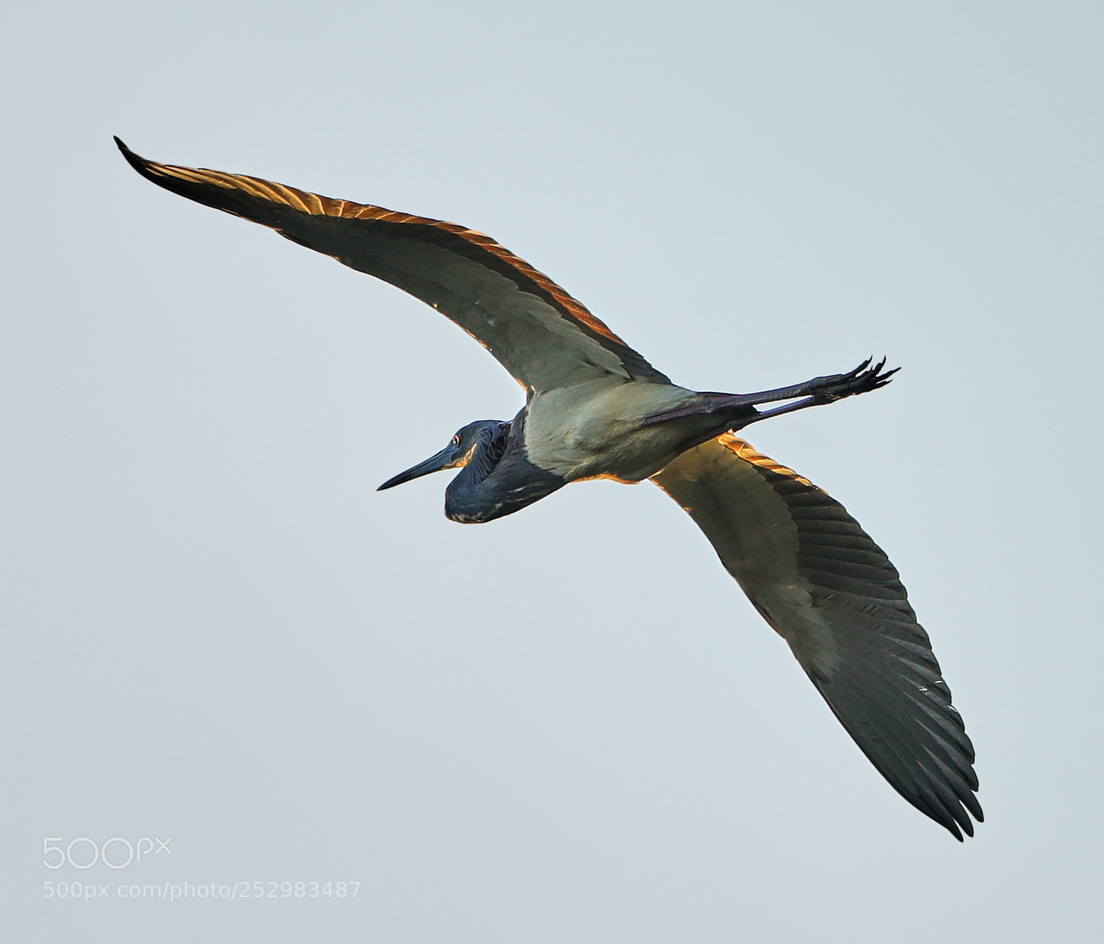 Canon EOS-1D X Mark II sample photo. 04-09-18-0011316.jpg photography