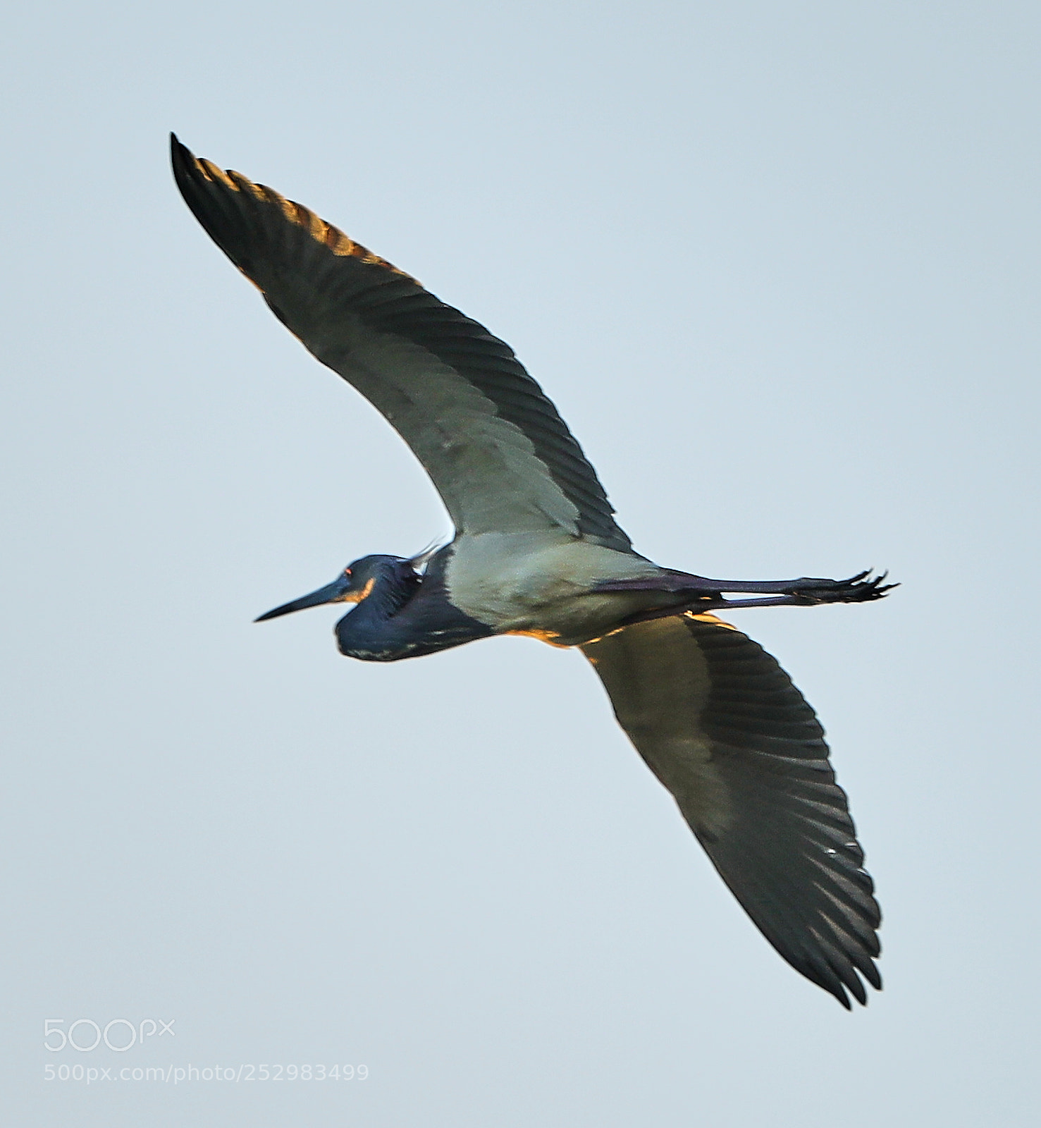 Canon EOS-1D X Mark II sample photo. 04-09-18-0011318.jpg photography