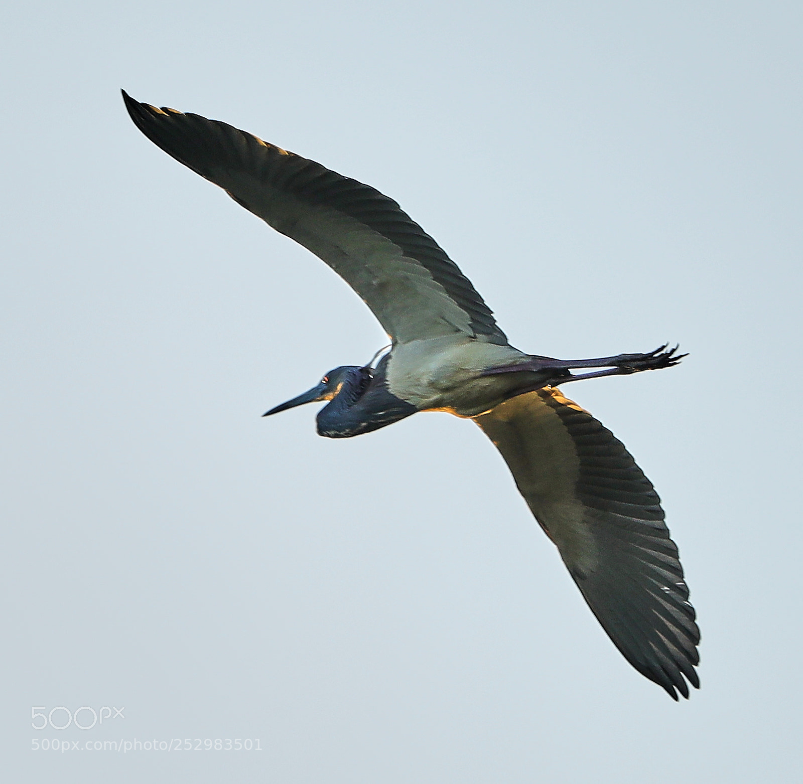 Canon EOS-1D X Mark II sample photo. 04-09-18-0011317.jpg photography