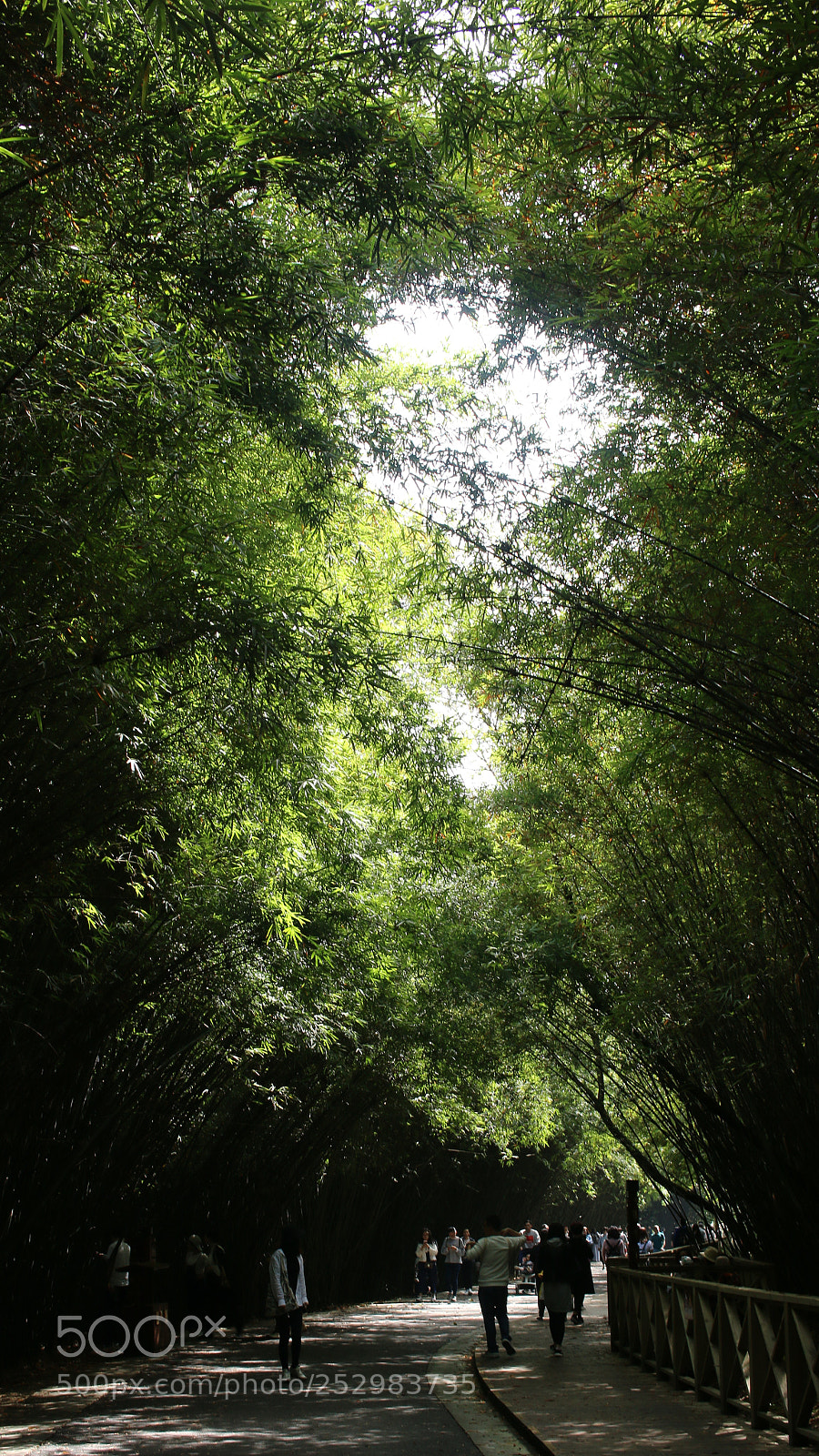 Canon EOS 70D sample photo. Chengdu reserch base of photography
