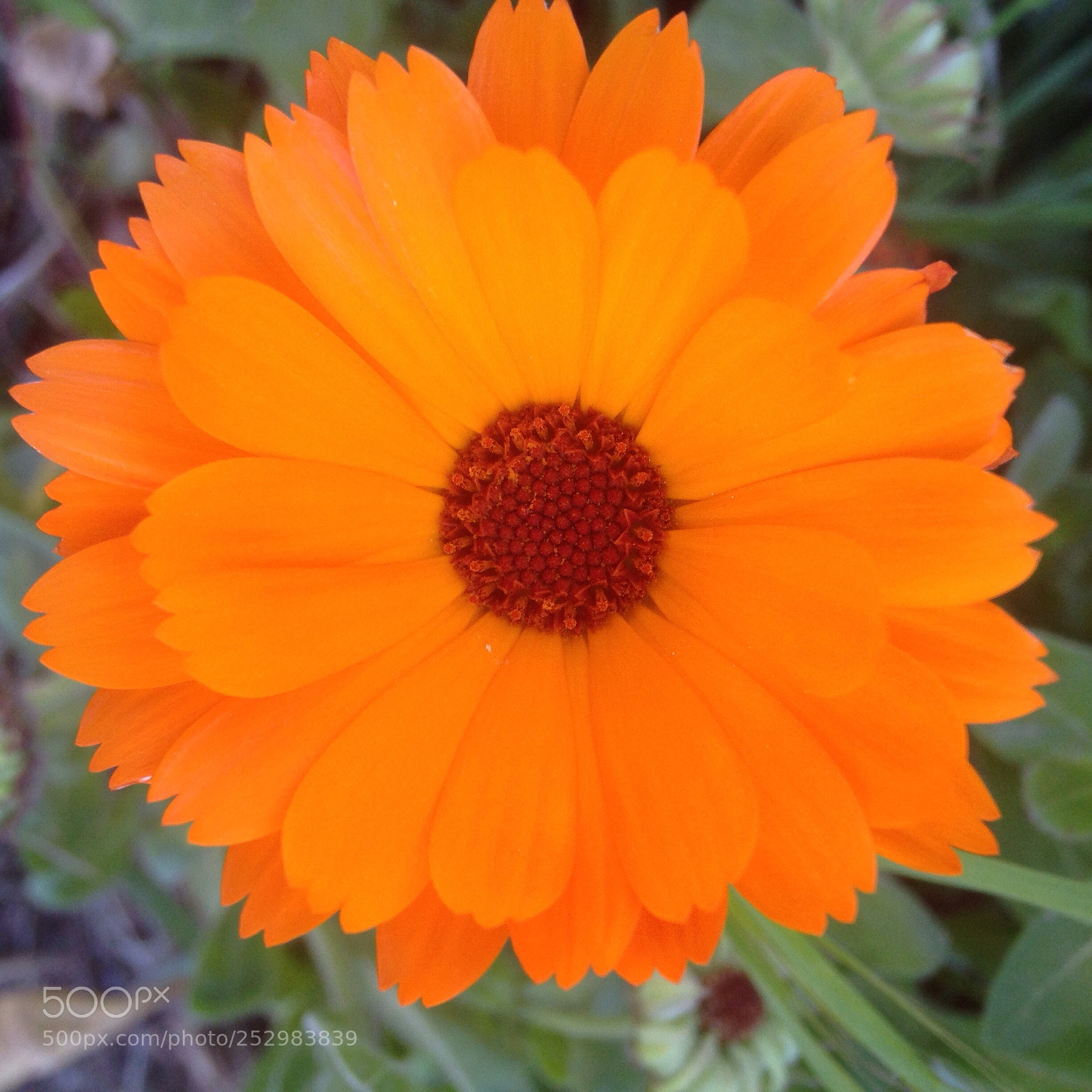 Apple iPhone 5 sample photo. Orange flower photography