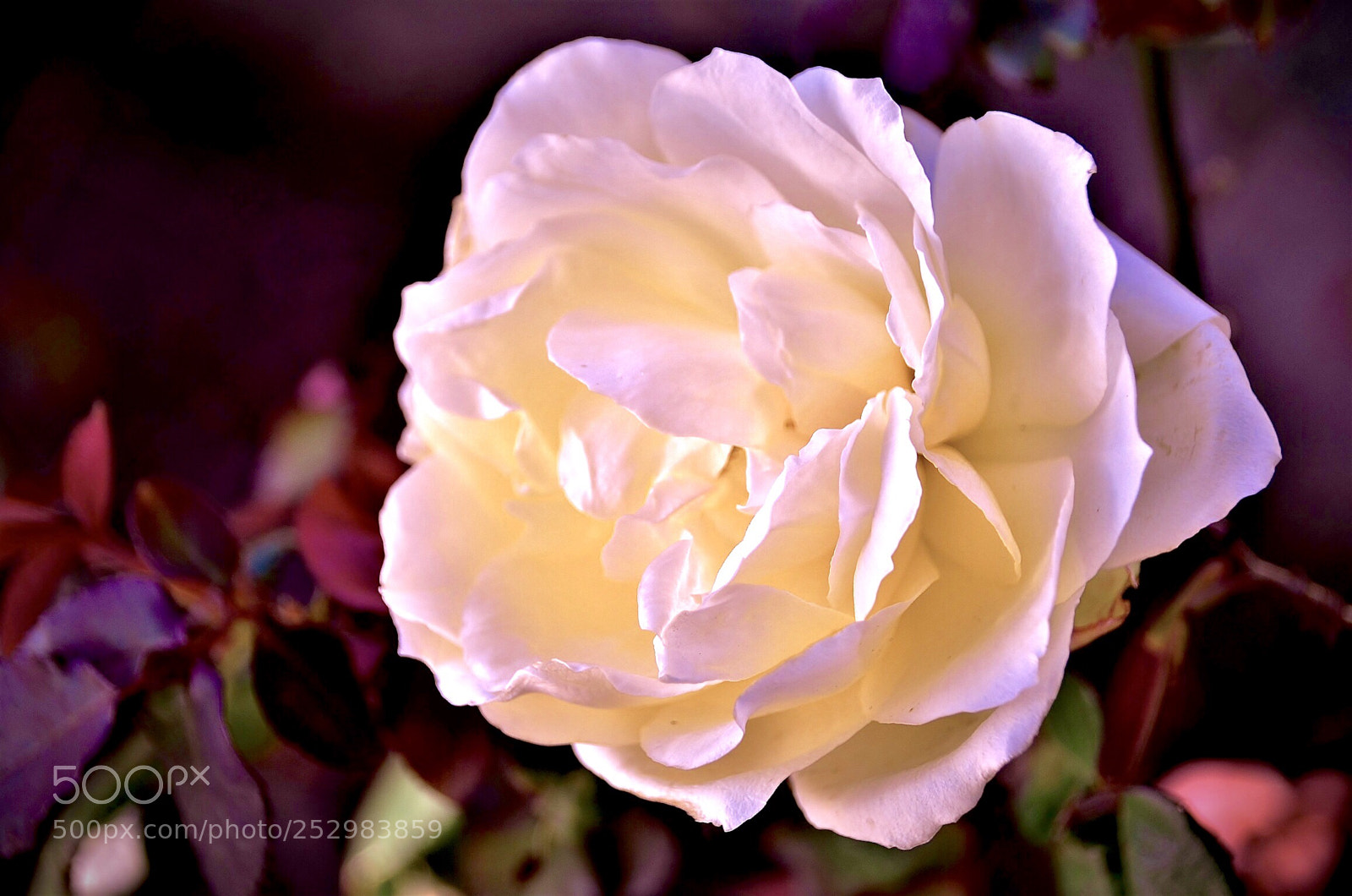 Nikon D7000 sample photo. The rose photography
