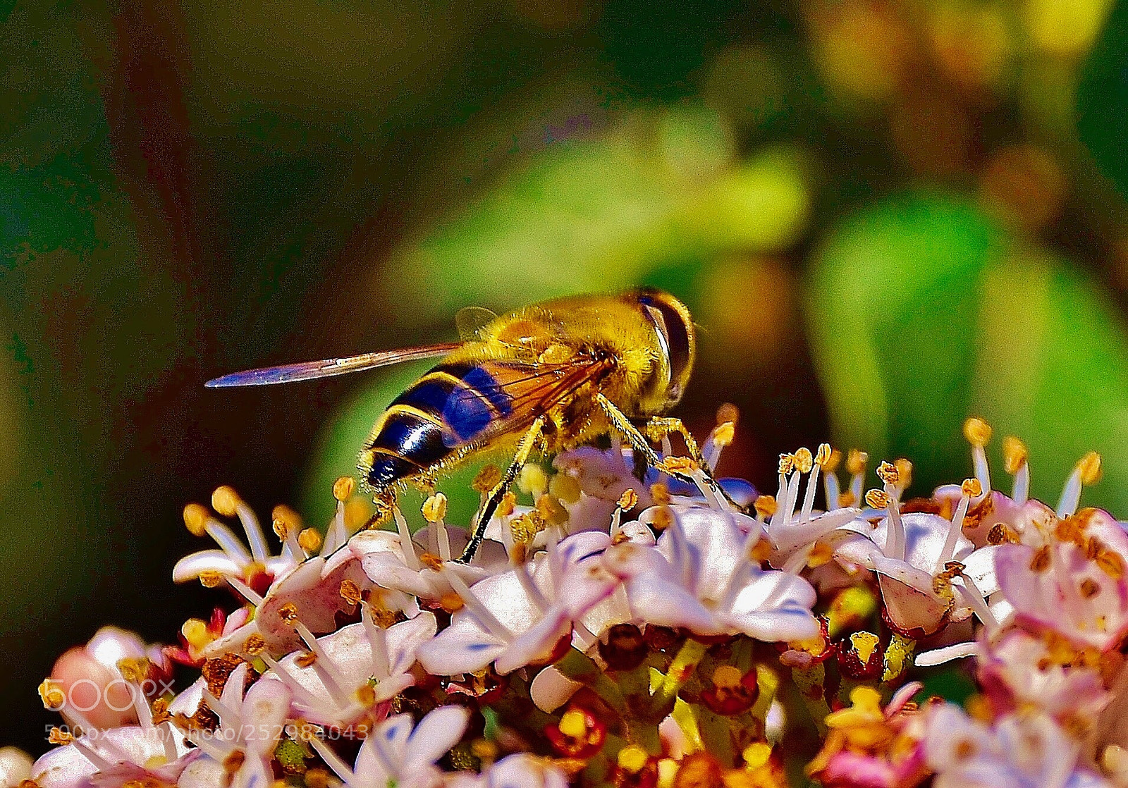 Nikon D7000 sample photo. The bee on work photography