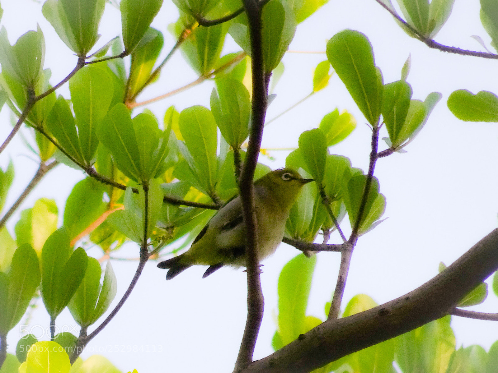 Sony Cyber-shot DSC-HX90V sample photo. Little bird photography