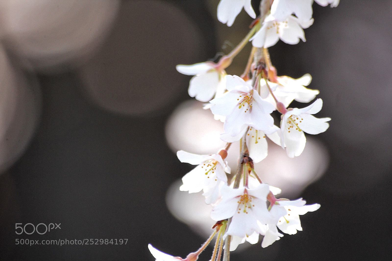 Canon EOS 60D sample photo. Cherry photography