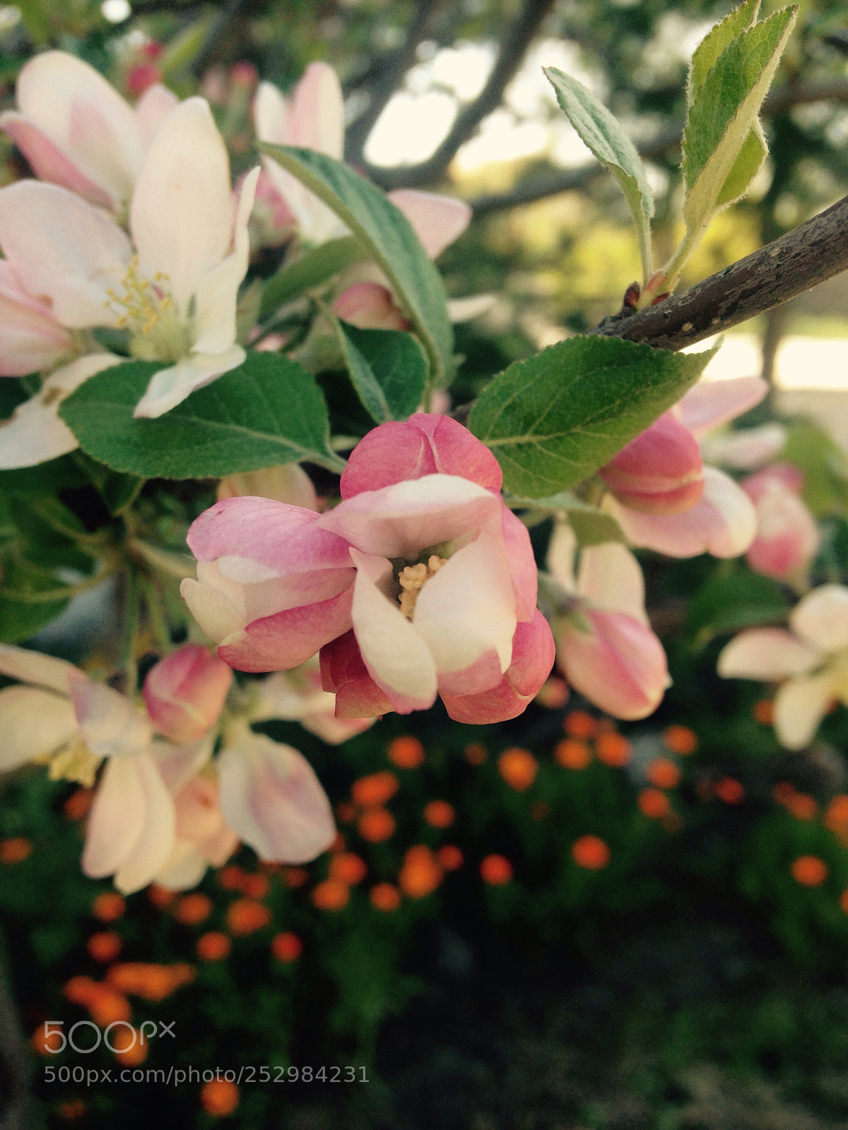 Apple iPhone 5 sample photo. Watching an apple tree photography