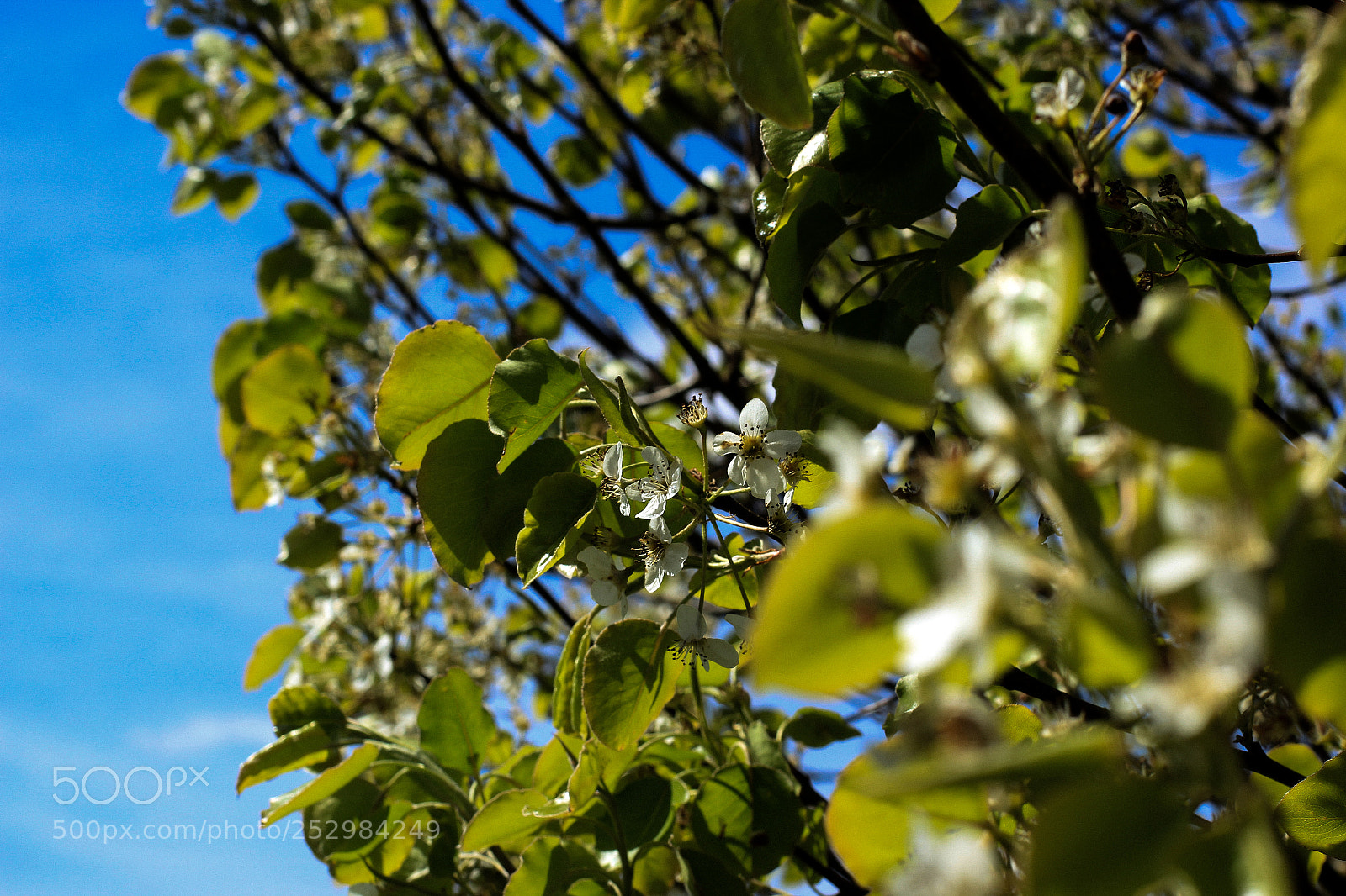 Canon EOS 550D (EOS Rebel T2i / EOS Kiss X4) sample photo. Img photography