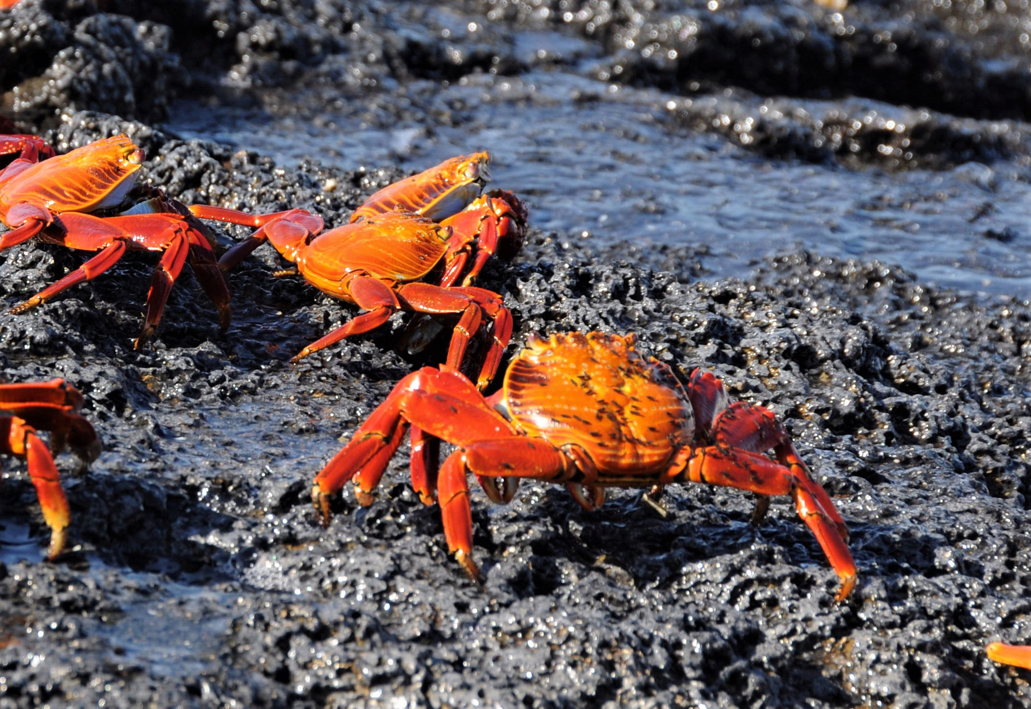 Nikon D300 sample photo. Crab o rama photography