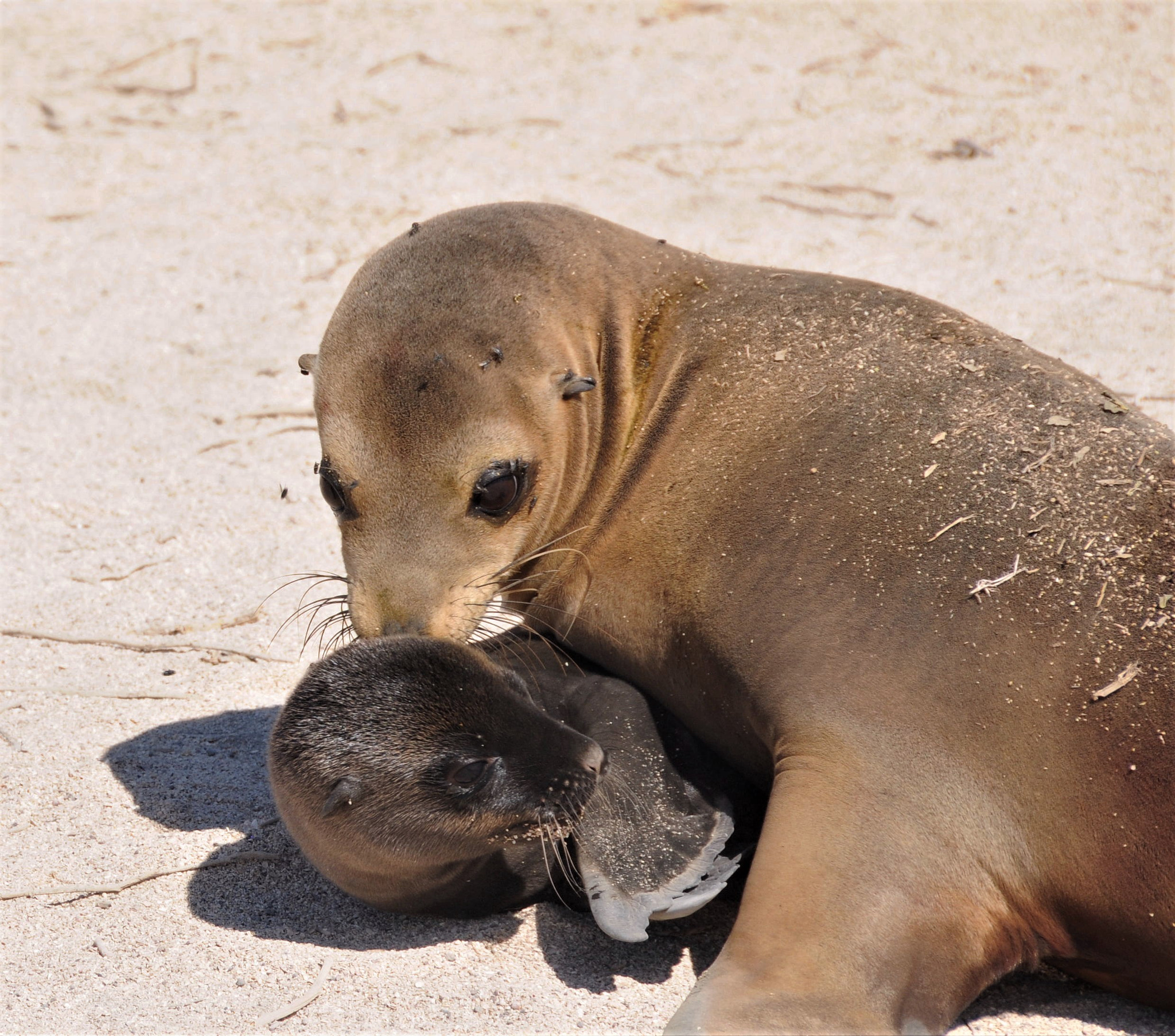 Nikon D300 + Nikon AF-S DX Nikkor 18-200mm F3.5-5.6G ED VR II sample photo. Sea lion and pup photography