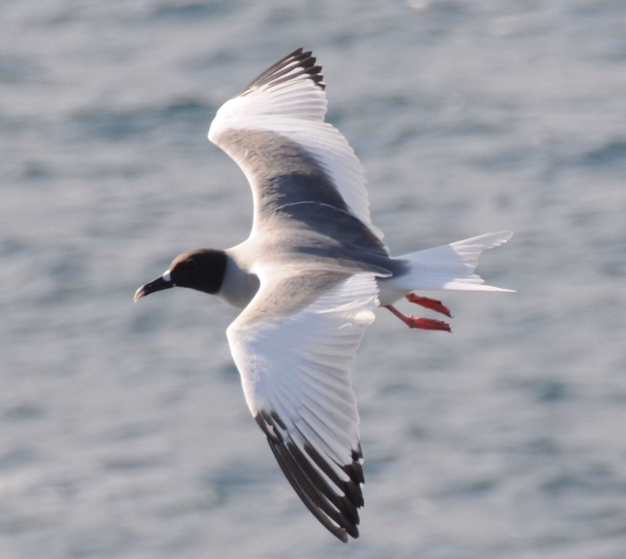 Nikon D300 sample photo. Galap gull in flight photography