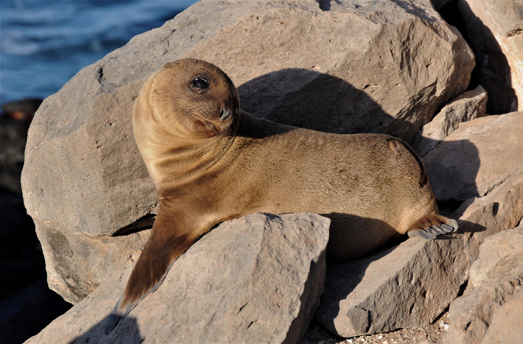 Nikon D300 sample photo. Soon to be famous sea lion pup photography