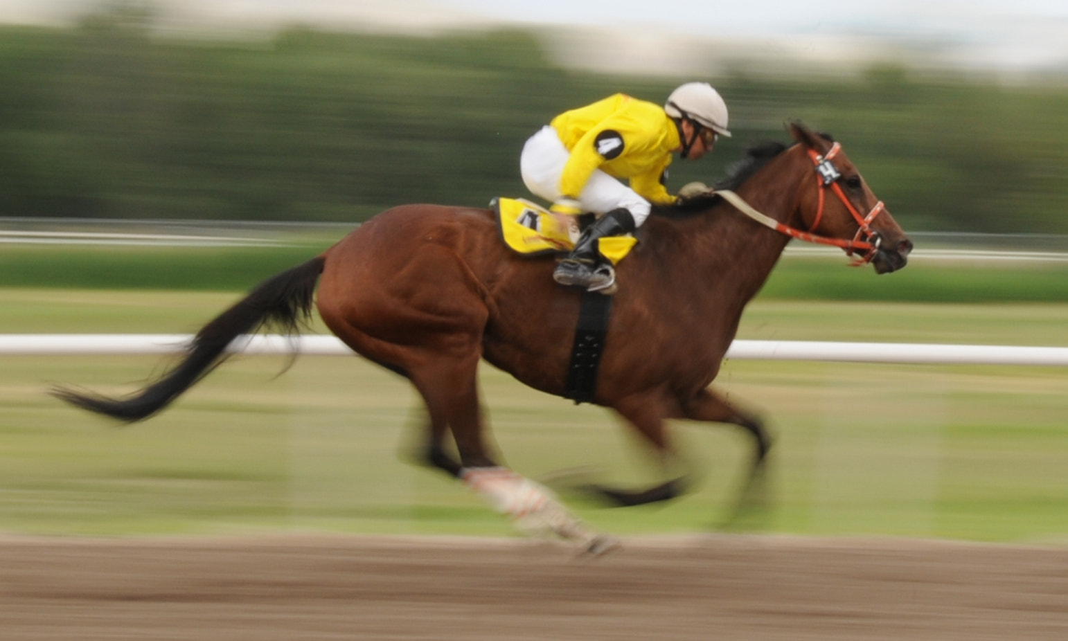 Nikon D300 sample photo. A horse photography