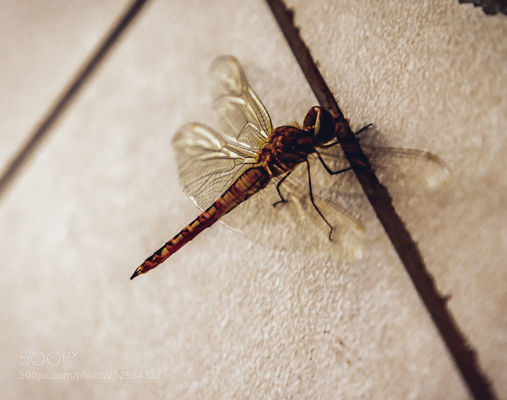 Canon EOS 5D Mark IV sample photo. Dragon fly photography