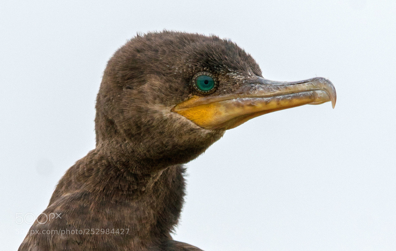 Sony a7R II sample photo. Cormorant close up. photography