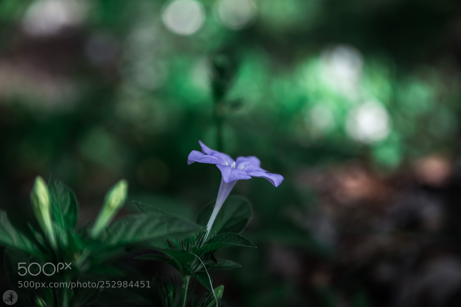 Samsung NX1 sample photo. Wild petunia ruellia humilis photography