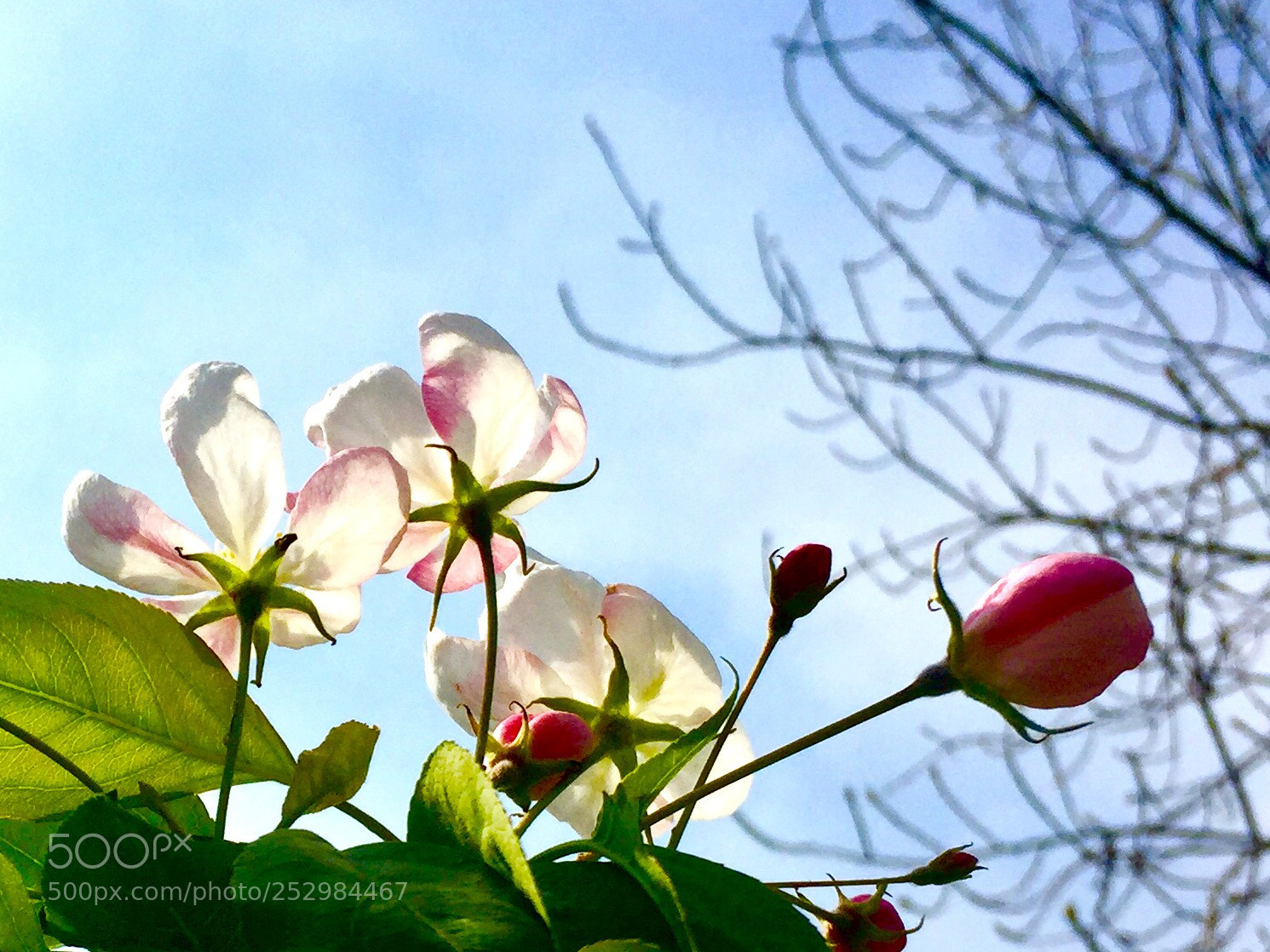 Apple iPhone 6 sample photo. Untitled photography