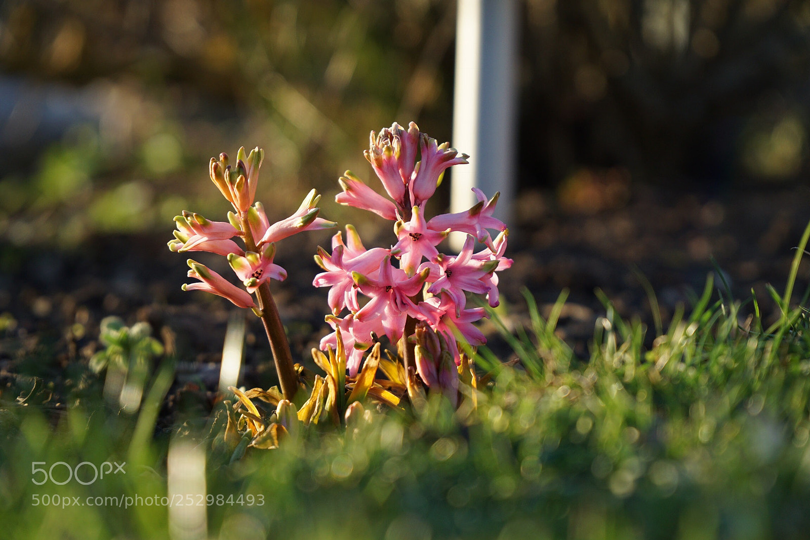 Sony a6000 sample photo. Spring!  photography