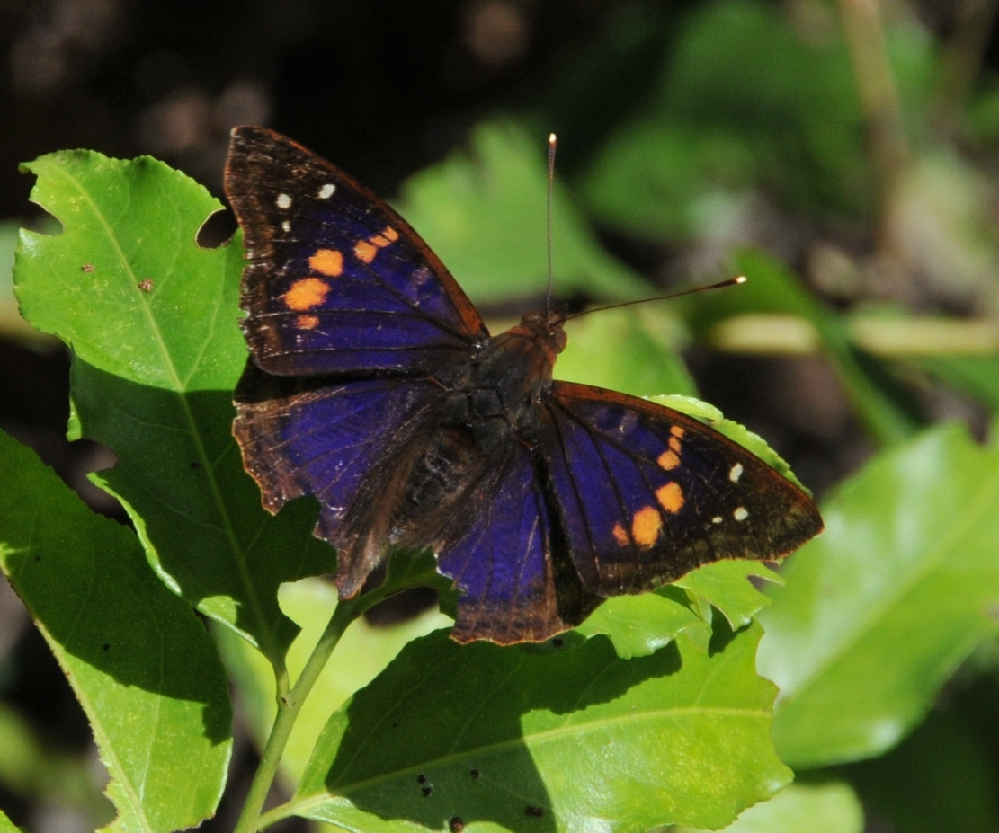 Nikon D300 sample photo. Butterfly - colombia photography