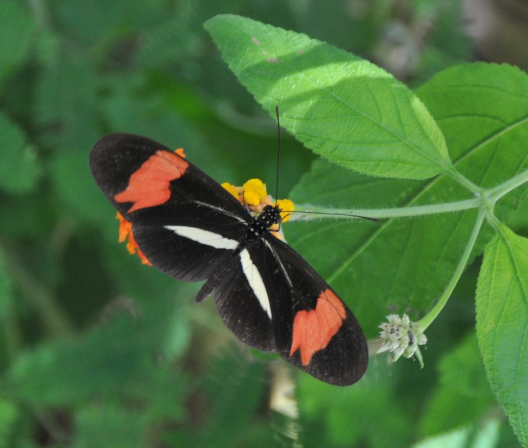 Nikon D300 sample photo. Butterfly - colombia photography