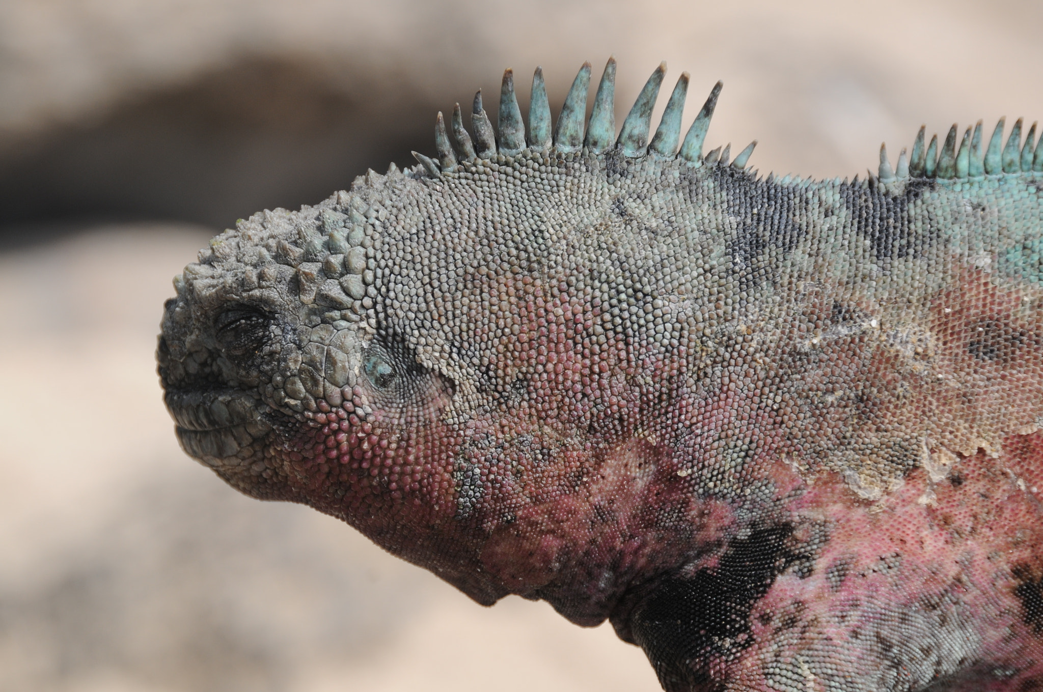 Nikon D300 sample photo. Marine iguana - galapagos islands photography