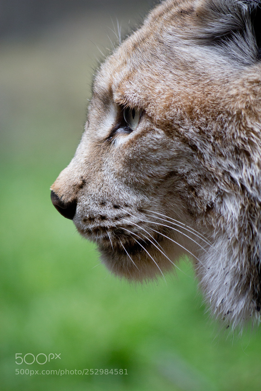 Canon EOS 60D sample photo. Picture of the day photography