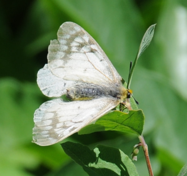Nikon D300 sample photo. Colombian butterfly photography