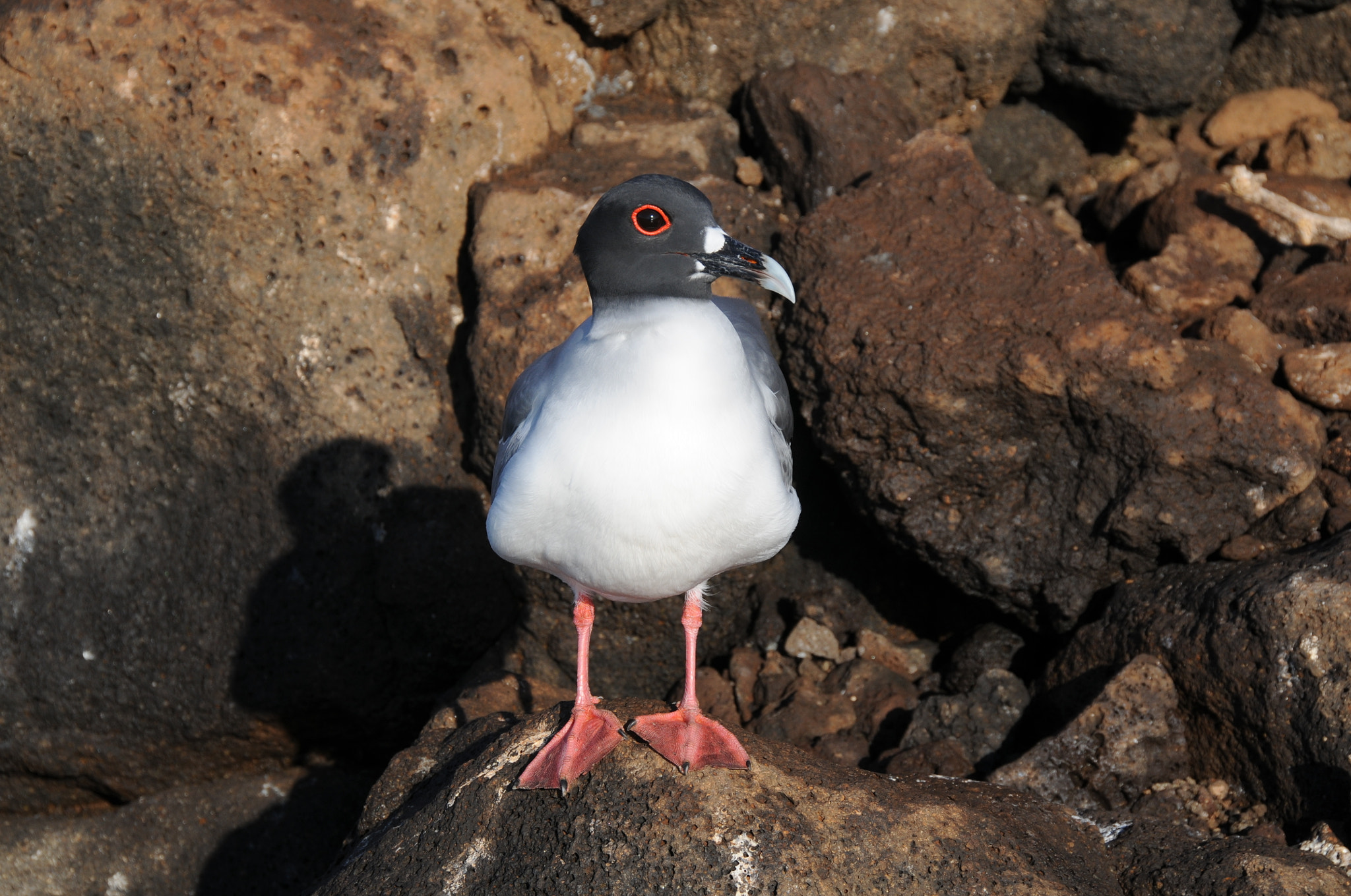 Nikon D300 sample photo. Galapagos gull photography