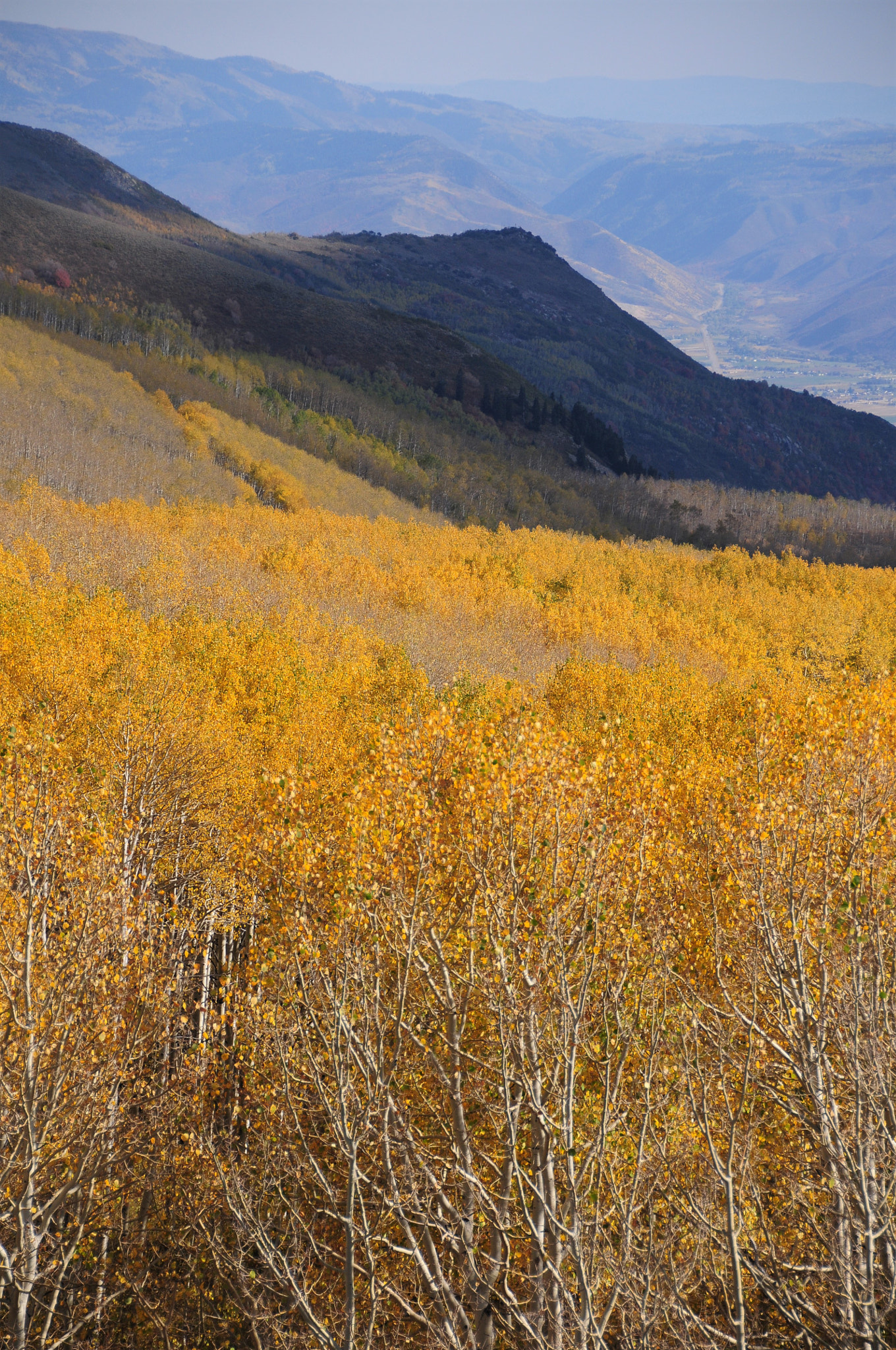 Nikon D300 sample photo. Fall colors - utah photography