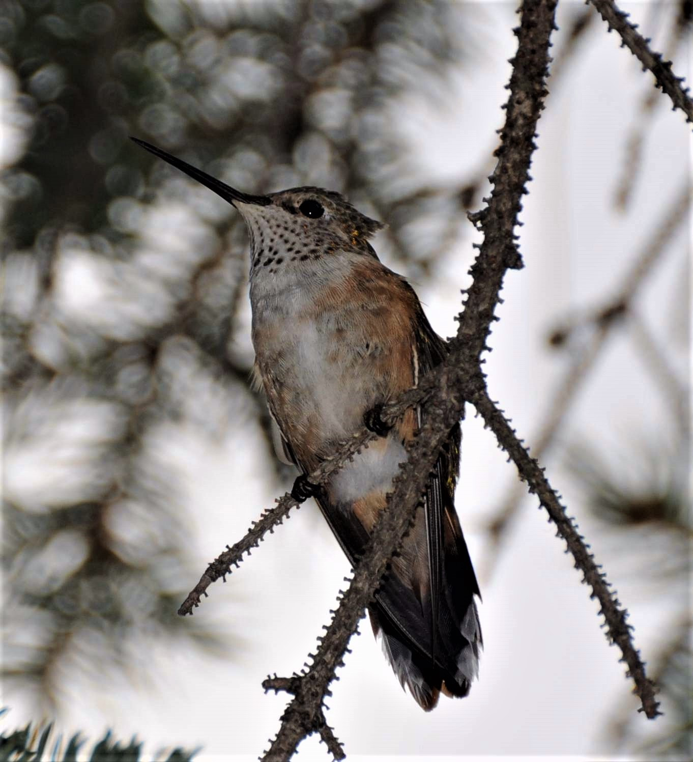 Nikon D300 sample photo. High country hummingbird bird - white mountains az photography