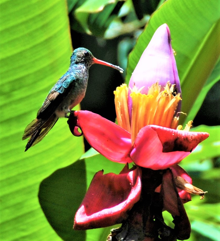 Nikon D300 + Nikon AF-S DX Nikkor 18-200mm F3.5-5.6G ED VR II sample photo. Hummingbird in colombia photography