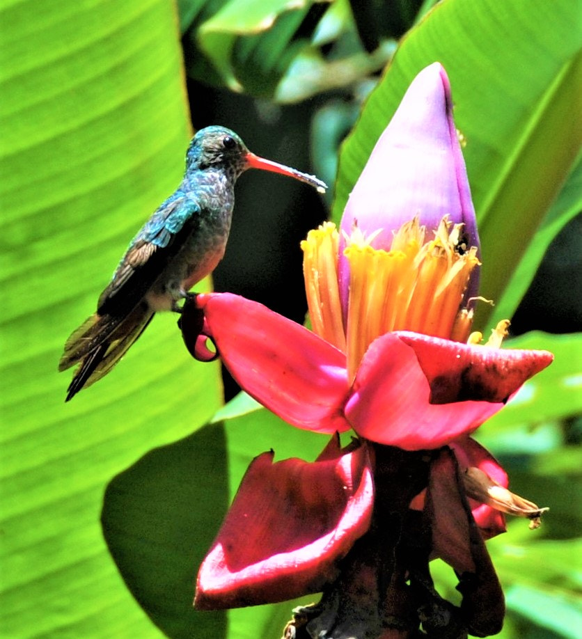 Nikon D300 sample photo. Hummingbird in colombia photography