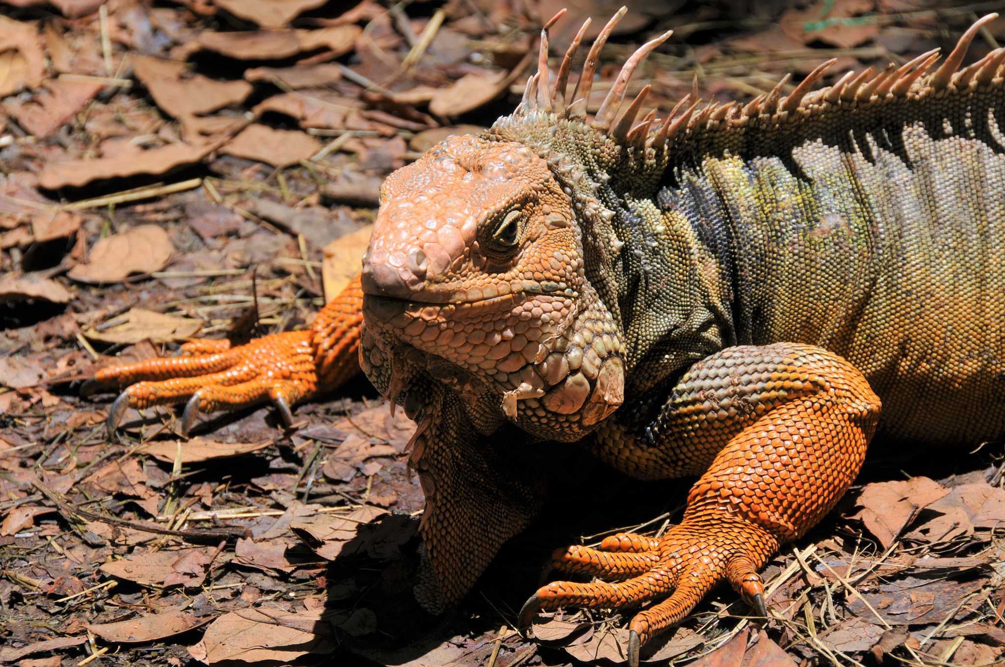 Nikon D300 sample photo. Iguana in the park photography