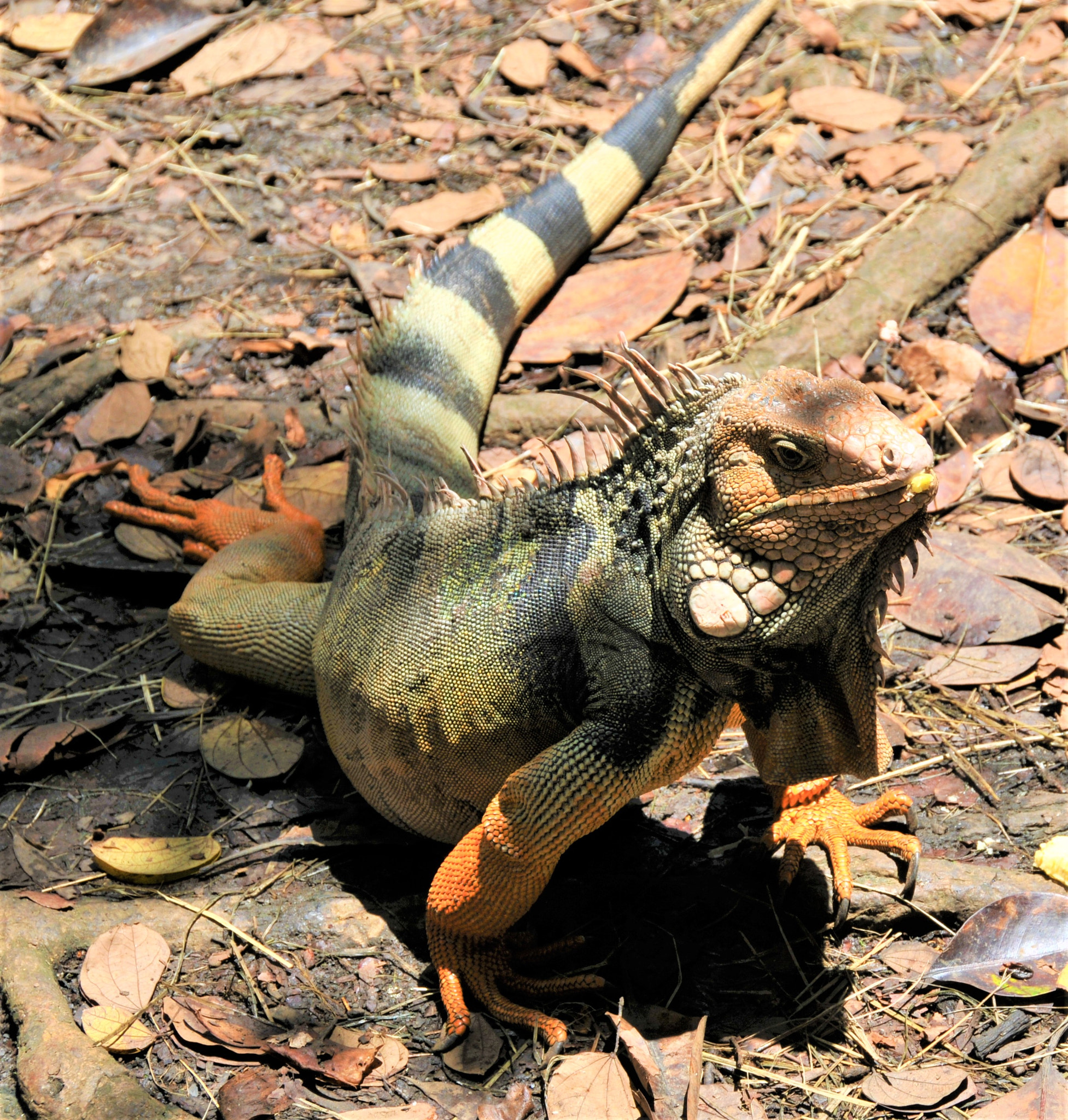 Nikon D300 sample photo. Iguana in the park photography