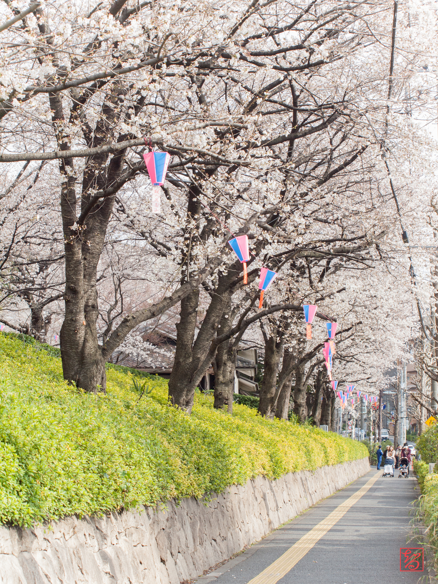 Olympus E-620 (EVOLT E-620) sample photo. 桜 -sakura- photography